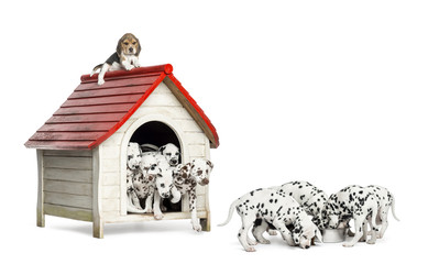 Herd of Dalmatian puppies playing and eating around a kennel