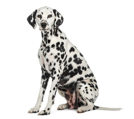 Dalmatian sitting, looking at the camera, isolated on white - obrazy, fototapety, plakaty