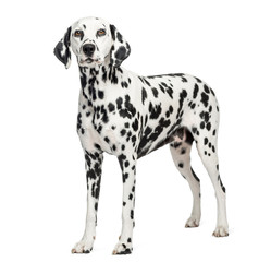 Dalmatian standing, isolated on white