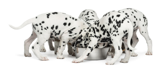 Group of Dalmatian puppies eating all together, isolated