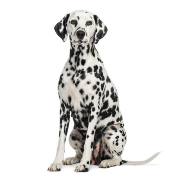 Dalmatian sitting, looking at the camera, isolated on white