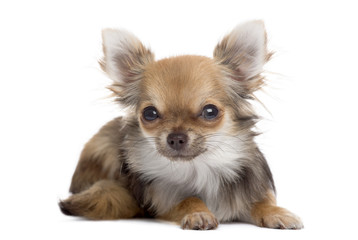 Front view of a Chihuahua lying, looking at the camera, isolated