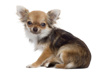 Side view of a Chihuahua sitting, looking at the camera