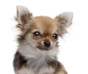 Close-up of a Chihuahua, isolated on white