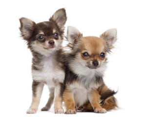 Two Chihuahuas next to each other, isolated on white