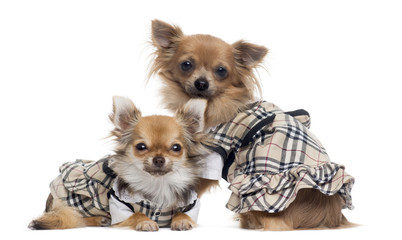 Two dressed up Chihuahuas next to each other, isolated on white