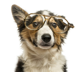 Close-up of a Border collie with old fashioned glasses, isolated