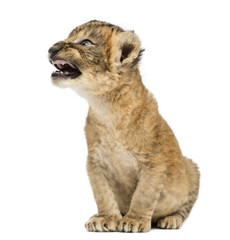 Lion cub roaring, sitting, isolated on white
