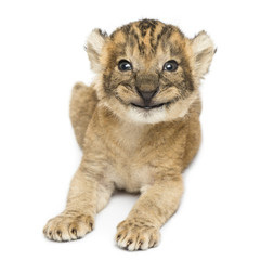 Fototapeta na wymiar Front view of a happy Lion cub lying, 16 days old, isolated