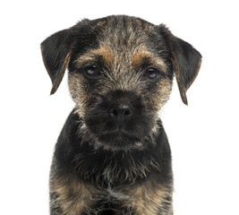 Close-up of a Border Terrier puppy, looking at the camera