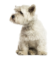 West Highland White Terrier, looking away, isolated on white