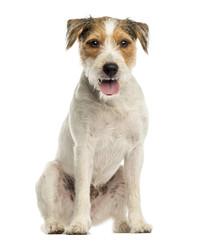 Parson russel terrier sitting, looking at the camera, panting