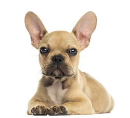 French Bulldog puppy lying down, looking at the camera, isolated