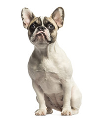 French Bulldog sitting, looking up, isolated on white