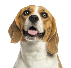 Close-up of a Beagle panting, looking up, isolated on white