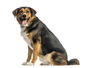 Side view of an Appenzeller mountain dog sitting, panting