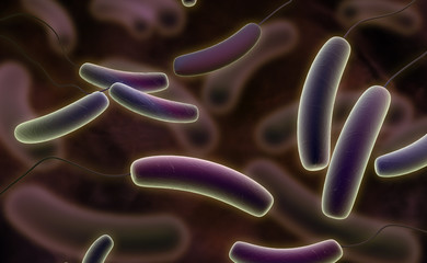 Coli bacteria