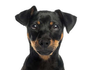 Close-up of a Pinscher looking at the camera, isolated on white