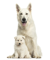 White Swiss Shepherd mom with puppy, isolated on white