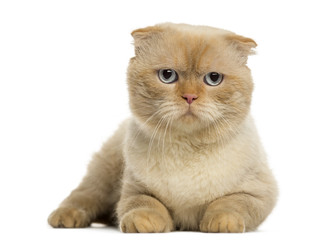 Scottish fold lying, looking at the camera, isolated on white
