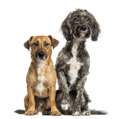 Brittany Briard crossbreed dog and Jack russel sitting together