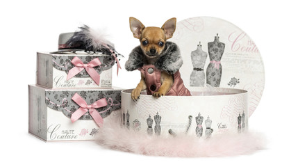 Chihuahua puppy in a clothes box, 3 months old, isolated