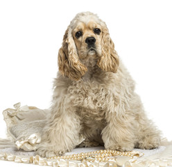 American cocker spaniel sitting, isolated on white