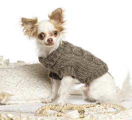 Dressed-up Chihuahua sitting on a carpet, isolated on white