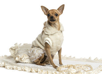 Dressed-up Chihuahua sitting on a carpet, isolated on white