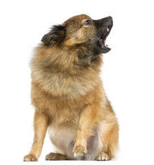 Japanese Spitz sitting, barking, isolated on white