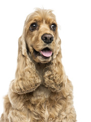 Close-up of an English Cocker Spaniel, panting, isolated