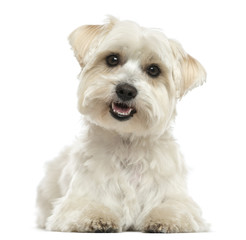Maltese, lying down, panting, looking at the camera, isolated