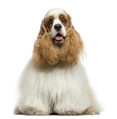 Front view of an American Cocker Spaniel, panting, sitting