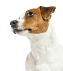 Close-up of a Jack Russell Terrier's profile, looking up