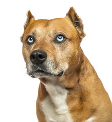 Close-up of an American Staffordshire Terrier, looking up