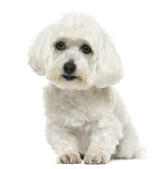 Front view of a Maltese lying down, isolated on white
