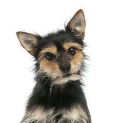 Close-up of a mixed-breed dog  looking at the camera, isolated