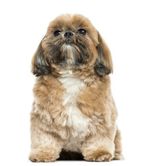 Shi tzu sitting, isolated on white