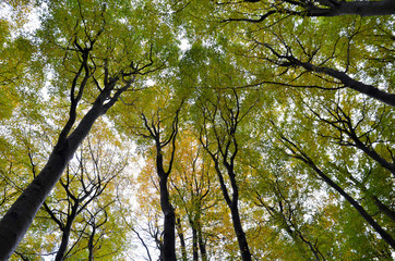 Obraz premium Buchenwald im Herbst