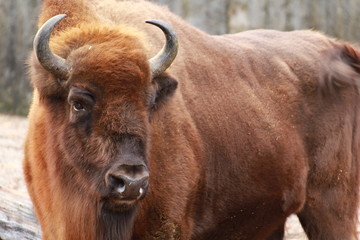 Bison, european bison