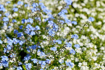 Beautiful spring background from flowers