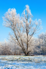 Winter Lonely Tree