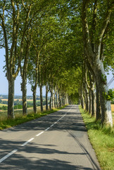 Fototapeta na wymiar Droga w pobliżu Castres (Francja)