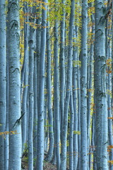Beech forest in autumn