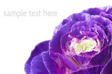 purple vegetation macro with isolated white text space