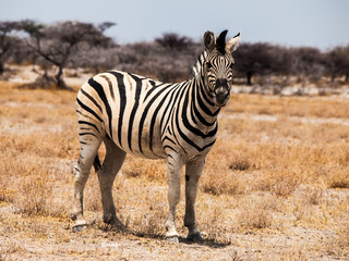 Beautiful zebra