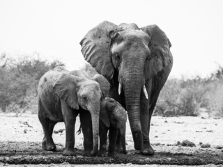 Obraz premium Elephant family in black and white