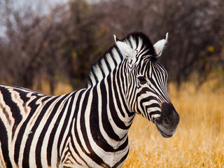 Fototapeta na wymiar Piękna zebra
