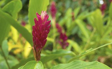 Fototapeta premium A Beautiful Tropical Pink Ginger Flower (Alpinia Purpurata).