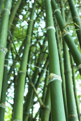 Fototapeta na wymiar Close up of bamboo tree (bambusa multiplex variegated )